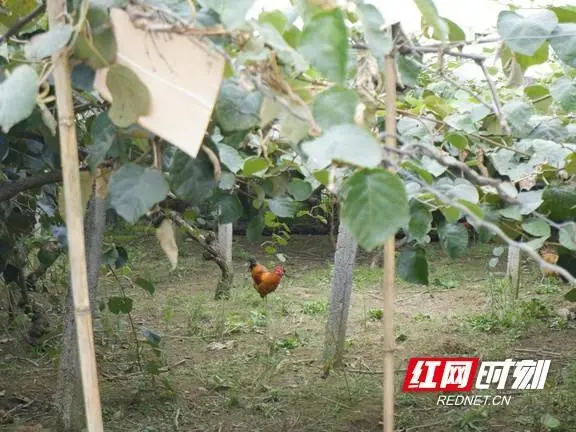 莱阳种植致富_莱阳蔬菜种植基地_莱阳养殖
