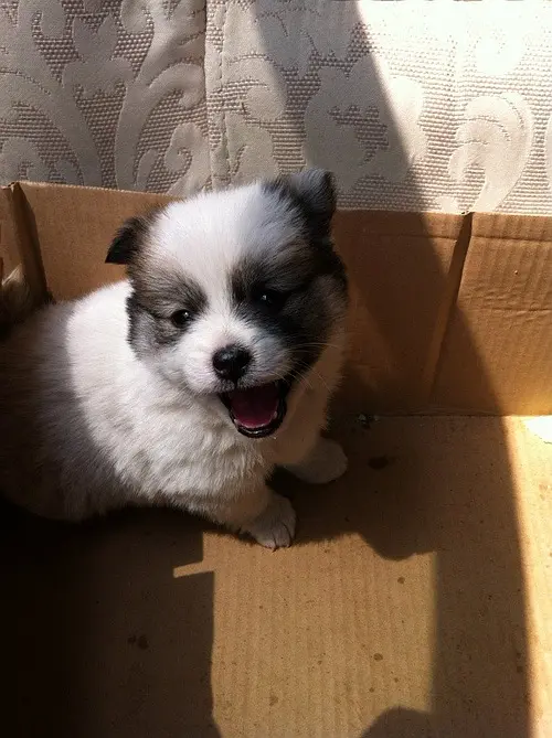致富例子养殖土狗图片_土狗养殖致富例子_致富经土狗养殖技术