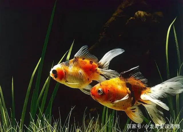 致富自制饲料有哪些_致富经自制饲料_致富自制饲料视频