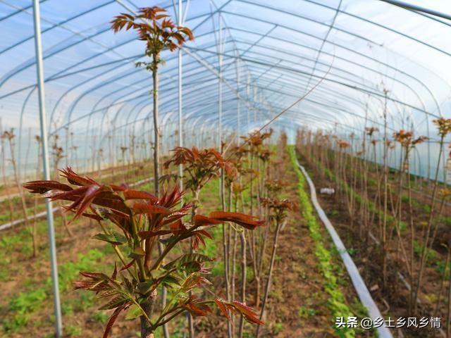 湖北荆州种植什么_荆州种植致富_湖北荆州蔬菜种植基地