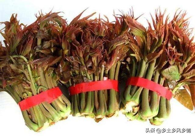 荆州种植致富_湖北荆州蔬菜种植基地_湖北荆州种植什么