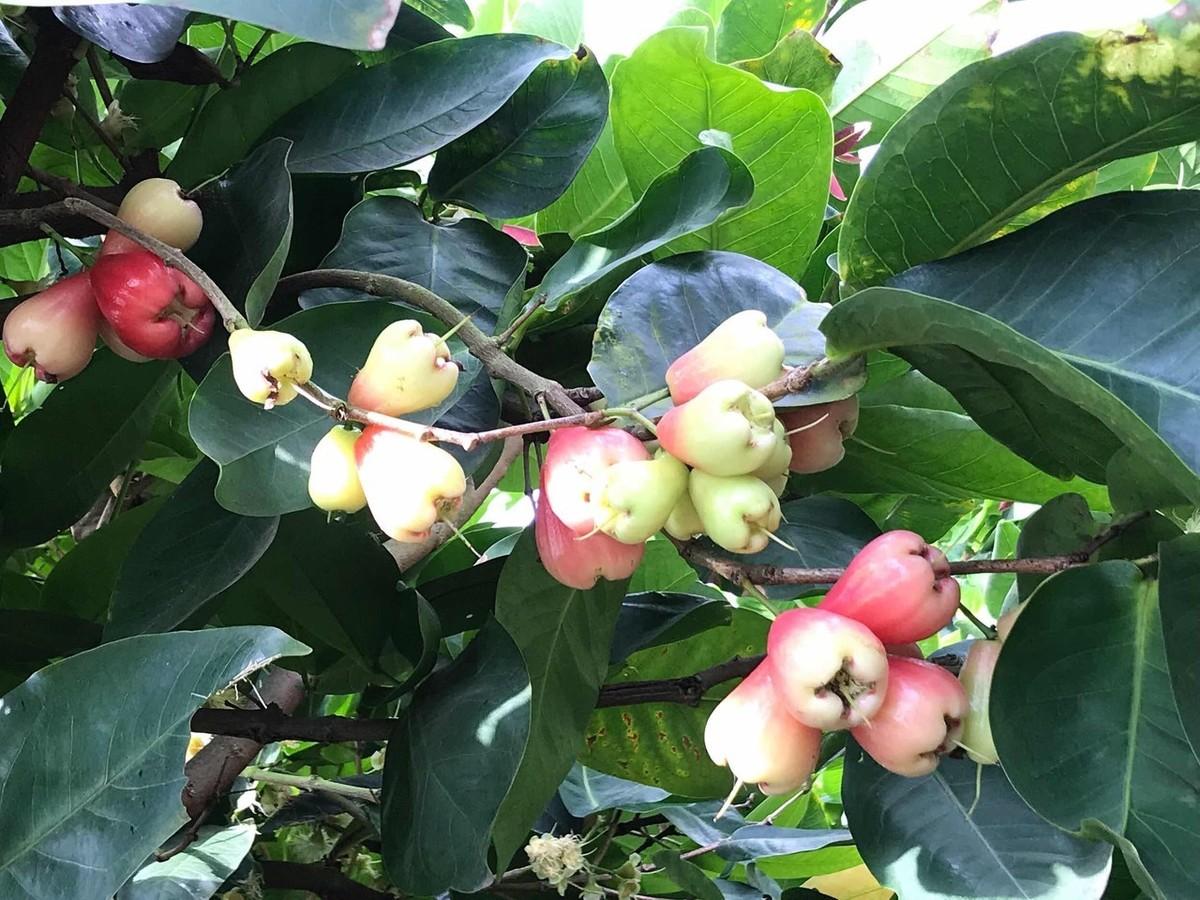 莲雾的栽培技术_莲雾的种植技术_莲雾种子怎么种植视频