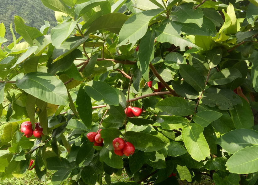 莲雾的种植技术_莲雾的栽培技术_莲雾种子怎么种植视频