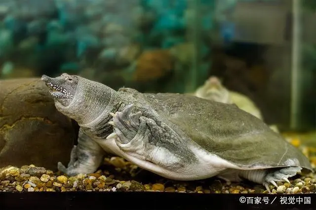 致富养殖中华鳖怎么样_中华鳖养殖技术视频_致富经养殖 中华鳖