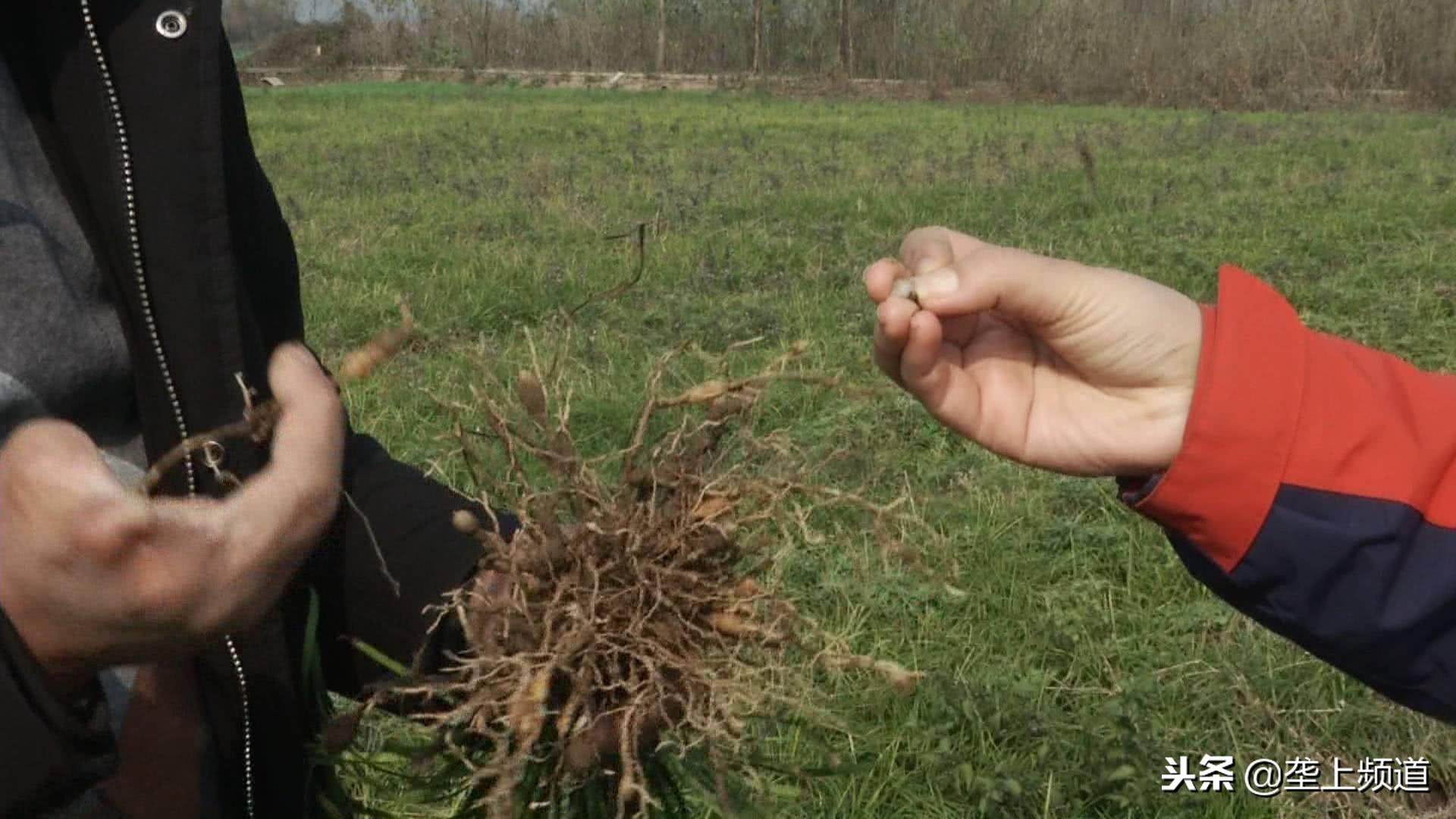 荆州种植致富_湖北荆州有什么致富项目_湖北荆州蔬菜种植基地