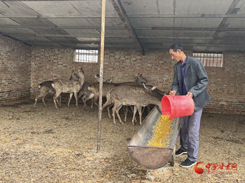 灵台：于成科的致富“鹿”