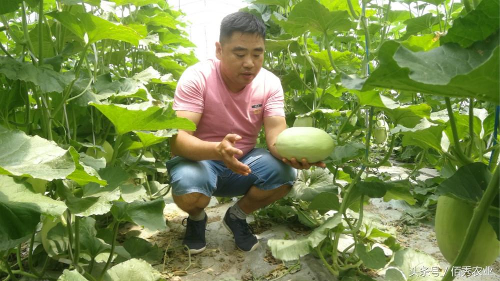 海南种哈密瓜成本怎么样_海南哈密爪种植技术_海南哈密瓜栽培技术