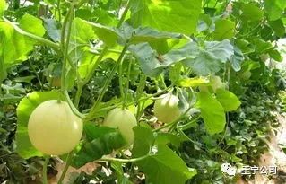 种植甜瓜技术与管理_种植甜瓜技术要点_甜瓜的种植技术