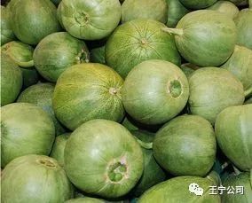 种植甜瓜技术要点_甜瓜的种植技术_种植甜瓜技术与管理