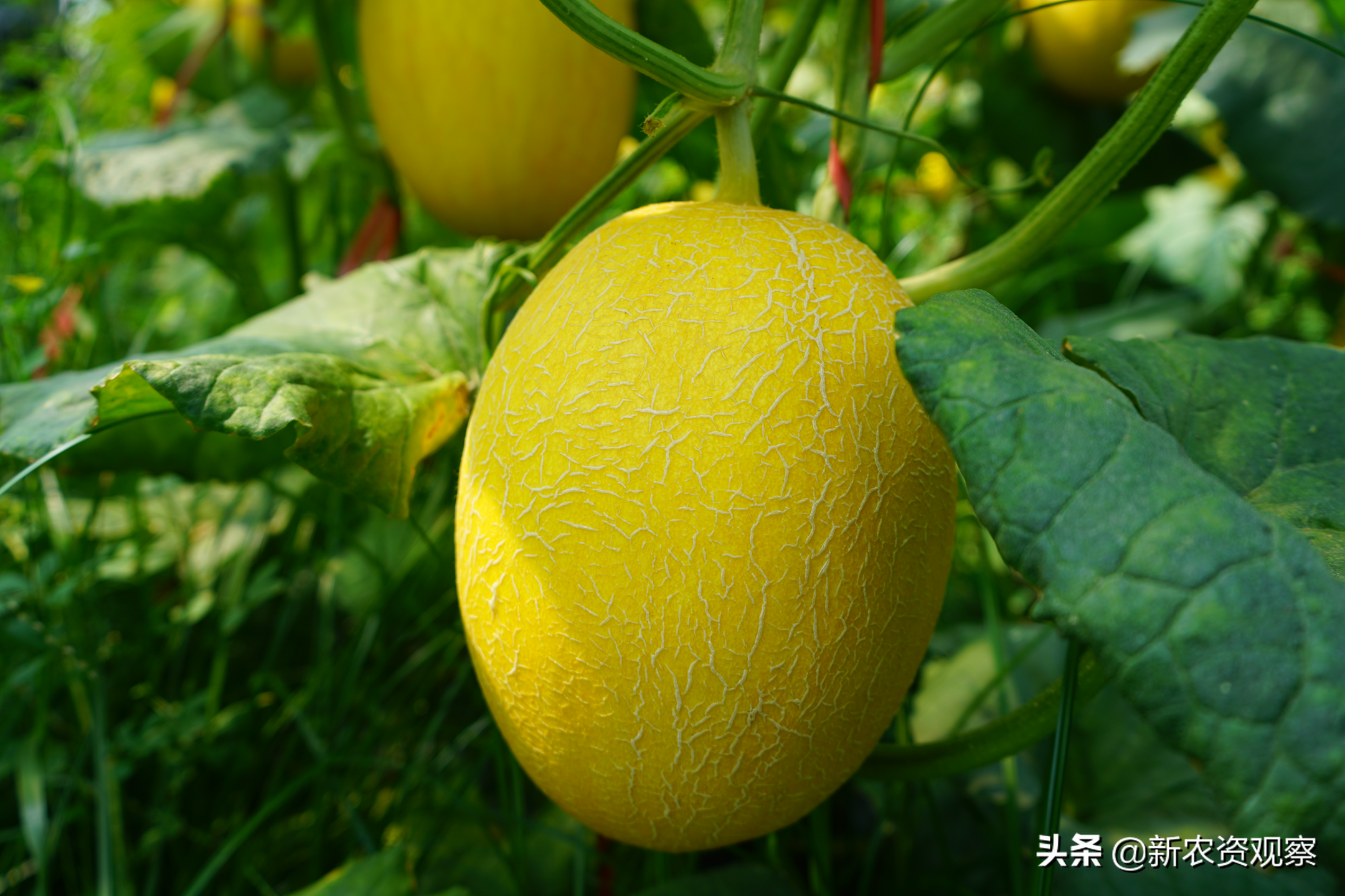 海南种哈密瓜第二季最怕什么_海南哈密瓜栽培技术_海南哈密爪种植技术