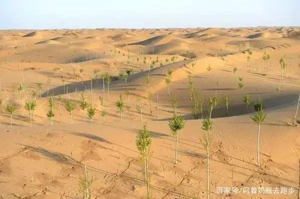 致富苹果种植方法_高效种植苹果视频_种植苹果的方法