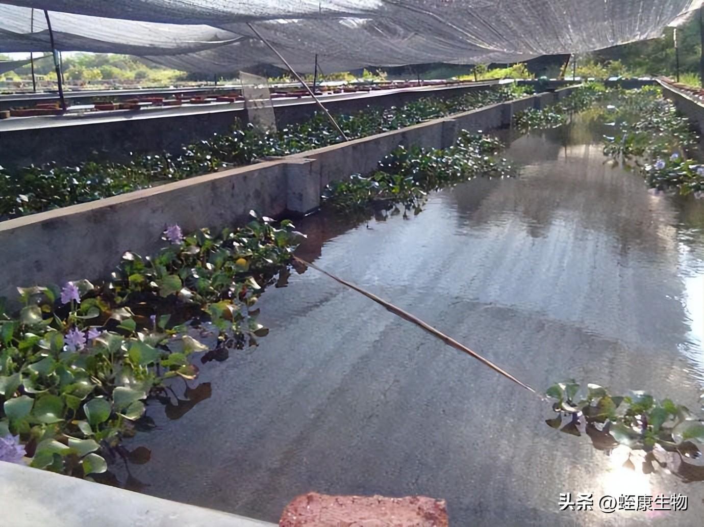 生态养殖水蛭技术_养殖生态水蛭技术规范_养殖生态水蛭技术要求