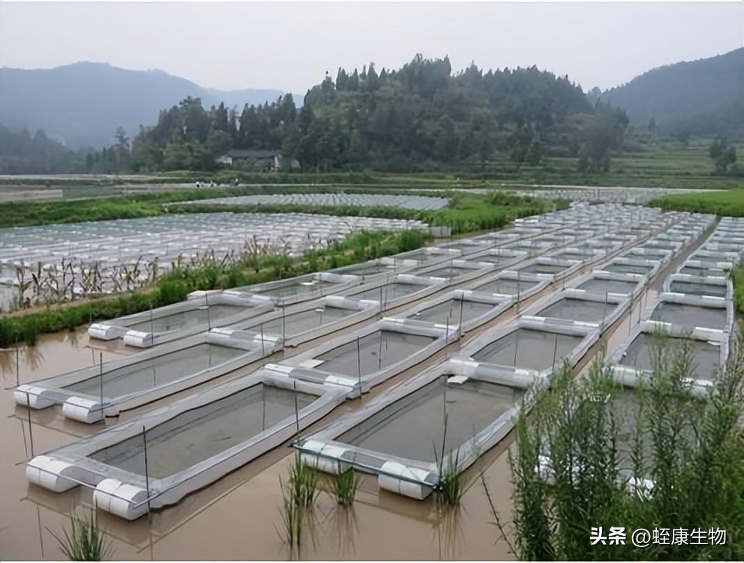 生态养殖水蛭技术_养殖生态水蛭技术规范_养殖生态水蛭技术要求