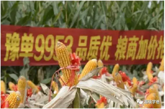 视频致富养殖青蛇是真的吗_致富经养殖青蛇视频_养青蛇好吗