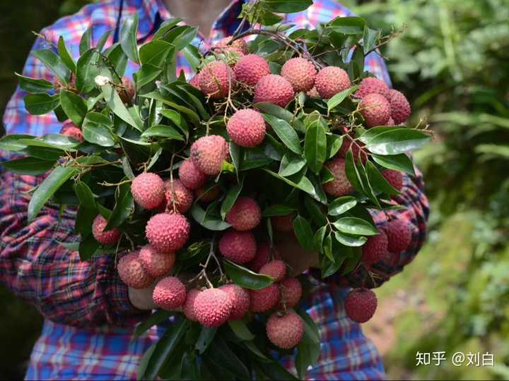 种植荔枝技术总结报告_荔枝  种植技术_种植荔枝技术与管理
