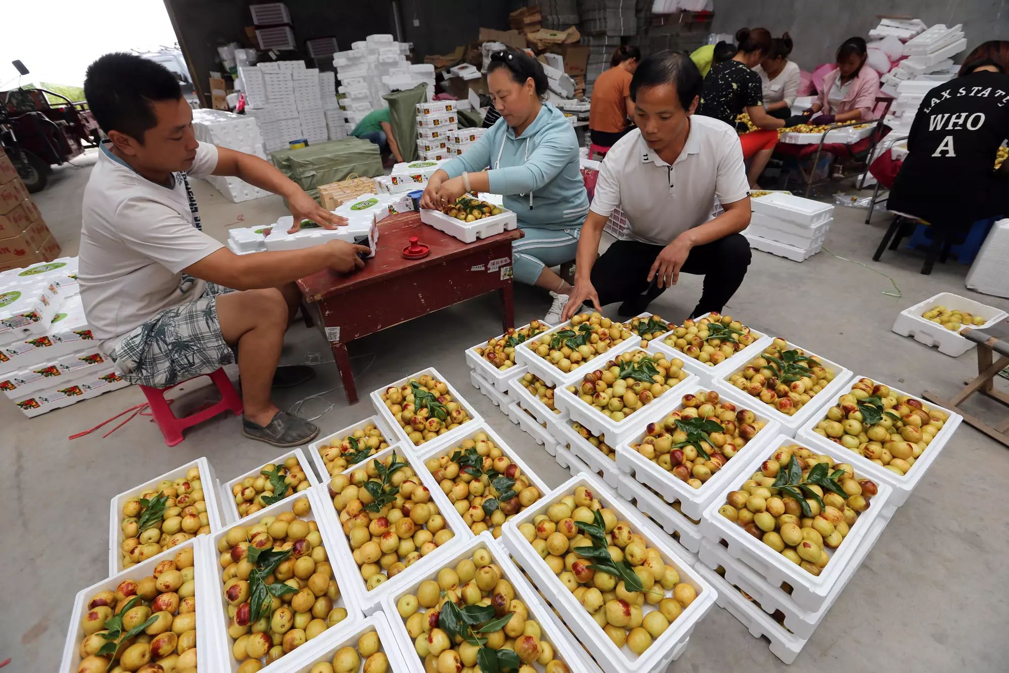 枣种植条件_南方枣种植致富_致富枣南方种植怎么样
