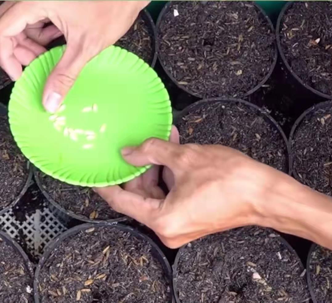 海南哈密爪种植技术_海南哈密瓜栽培技术_海南种哈密瓜第二季最怕什么