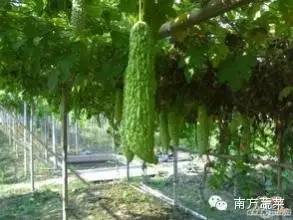 苦瓜种植法_苦瓜种植大全技术图解_苦瓜种植技术大全