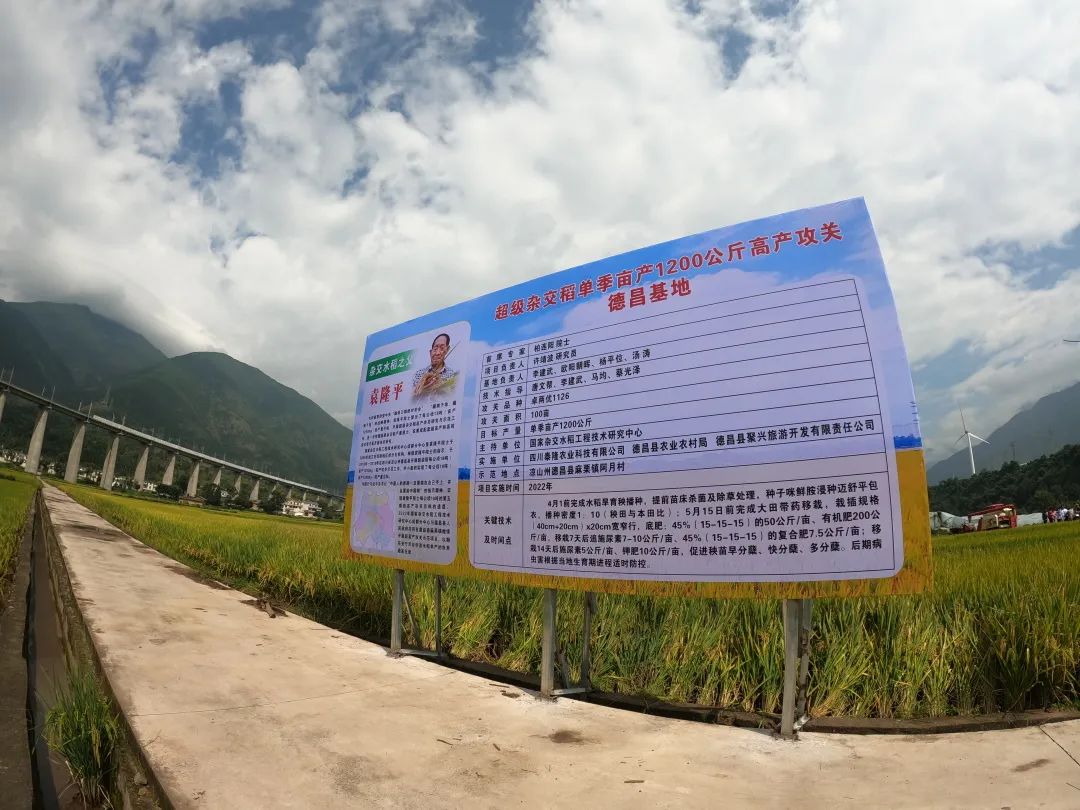 致富稻种植方法有哪些_致富稻种植方法_致富经水稻