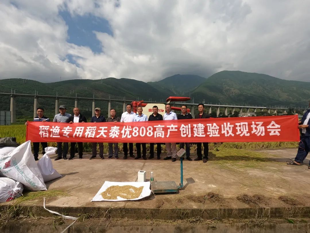 致富经水稻_致富稻种植方法_致富稻种植方法有哪些