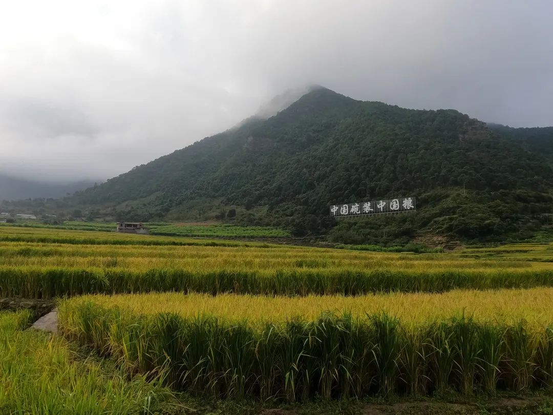 致富经水稻_致富稻种植方法有哪些_致富稻种植方法