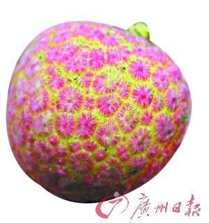 种植荔枝技术要求_荔枝  种植技术_种植荔枝技术与管理