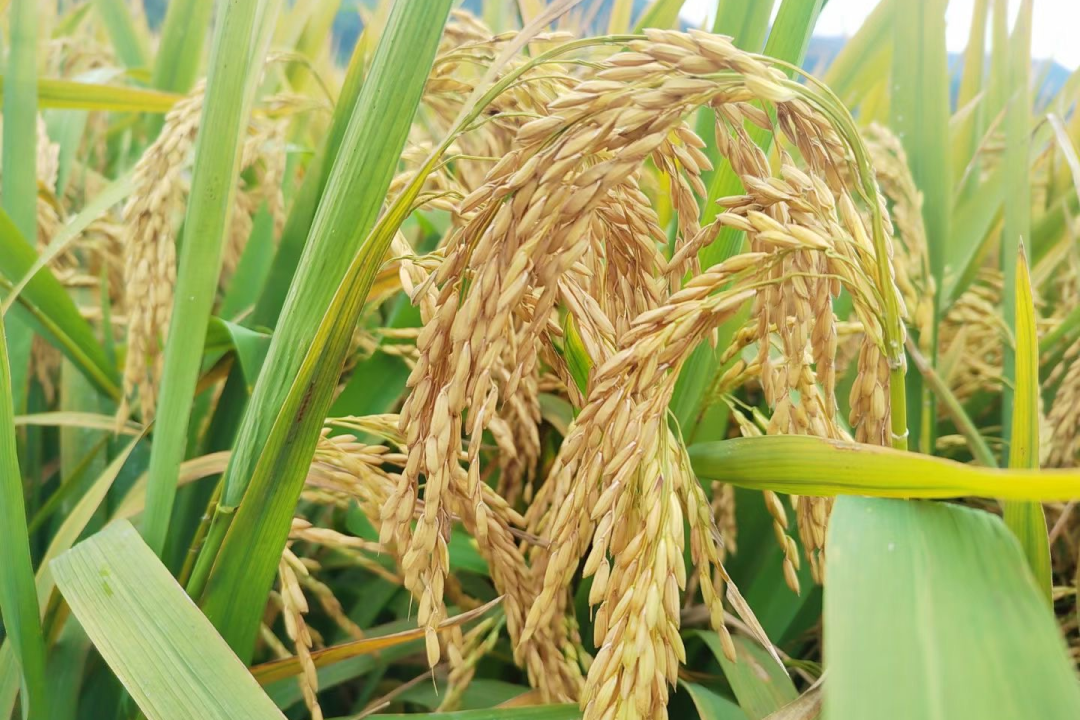 致富稻种植方法_致富稻种植方法视频_致富稻种植方法有哪些