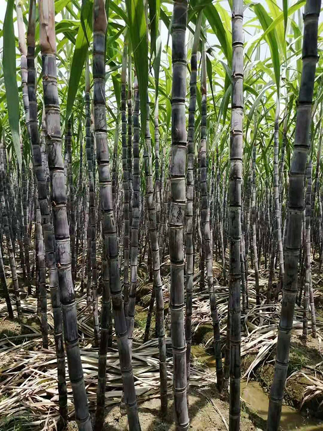 甘蔗亩产量多少？甘蔗经济效益怎么样？