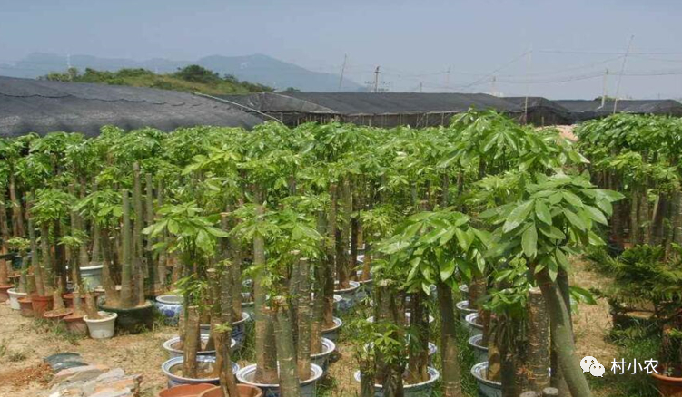 致富经水培蔬菜视频_水培种植致富项目_致富种植水培项目有哪些