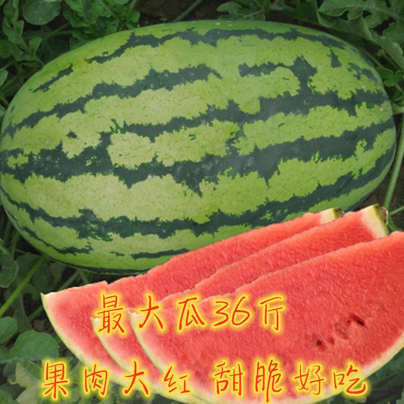 西瓜高产种植技术_西瓜高产种植技术有哪些_西瓜高产种植技术视频教程