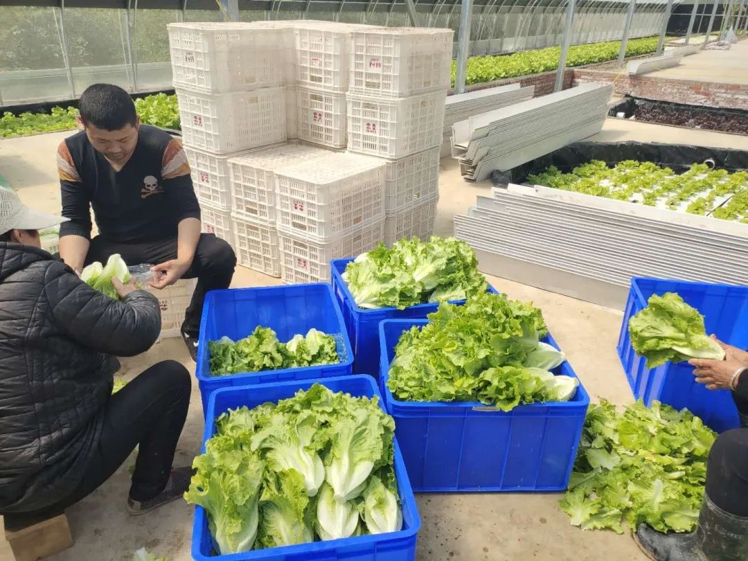 水培种植致富项目_致富种植水培项目介绍_致富种植水培项目有哪些