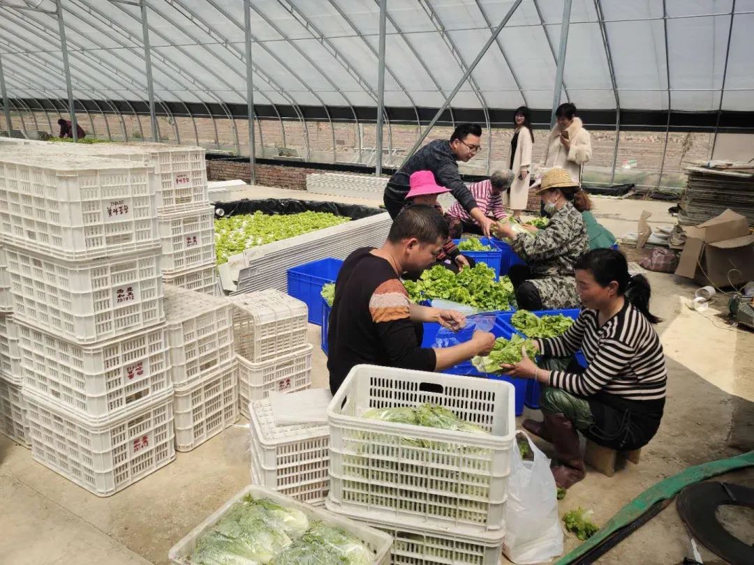 致富种植水培项目介绍_致富种植水培项目有哪些_水培种植致富项目