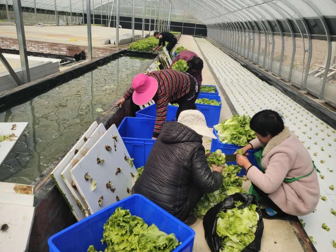 致富种植水培项目有哪些_致富种植水培项目介绍_水培种植致富项目