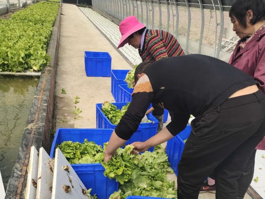 致富种植水培项目介绍_致富种植水培项目有哪些_水培种植致富项目