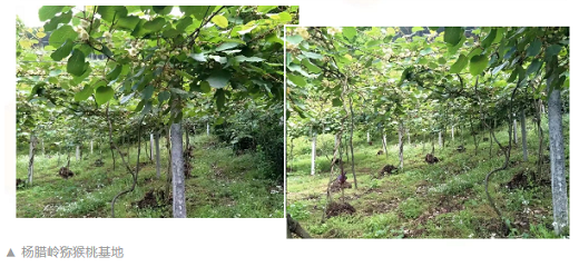 村民种植黑皮冬瓜致富_粉树根机器挣钱吗_致富经种植粉根