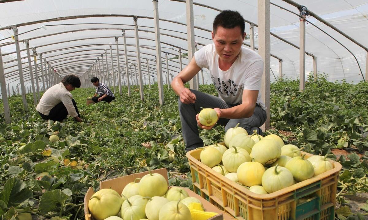 西瓜高产种植技术与管理_西瓜高产种植技术_西瓜高产种植技术视频教程