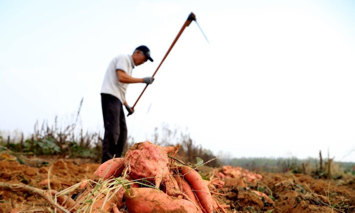 西瓜高产种植技术_西瓜高产种植技术与管理_西瓜高产种植技术视频教程