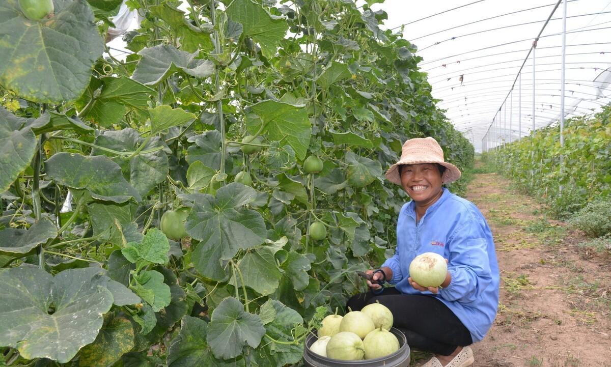 西瓜高产种植技术与管理_西瓜高产种植技术视频教程_西瓜高产种植技术