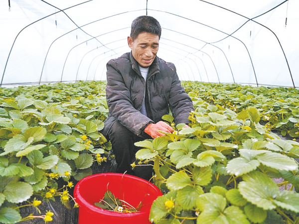 “草莓达人”的致富经