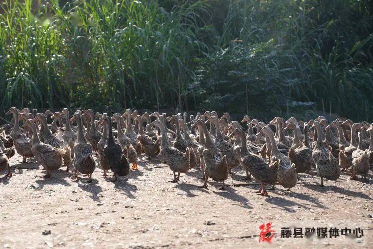 吴西海养鸭致富经_吴西海养鸭致富经_吴西海养鸭致富经