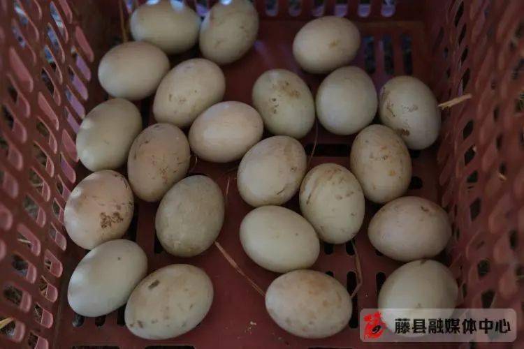吴西海养鸭致富经_吴西海养鸭致富经_吴西海养鸭致富经