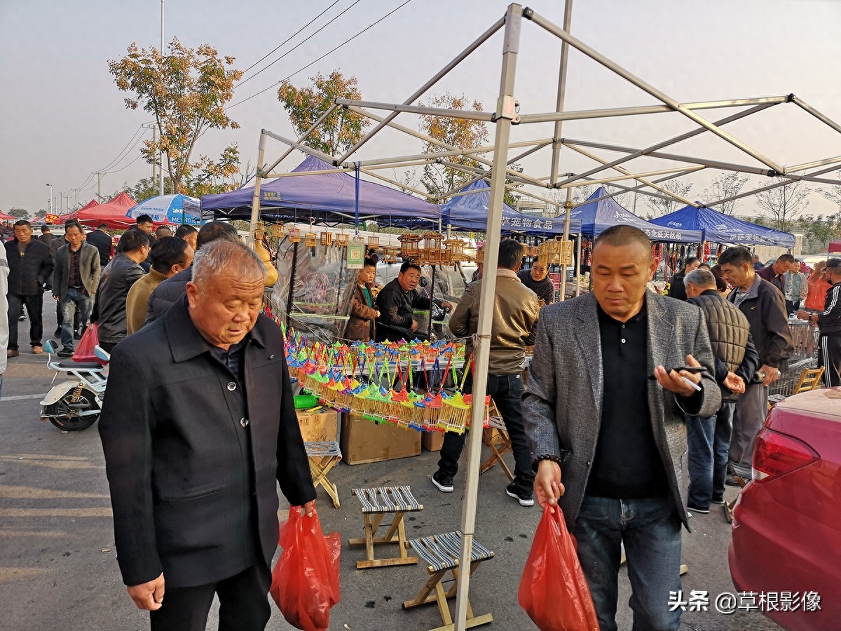 农村大叔喂养稀罕昆虫，一棚盈利5万元：还有电子替代品