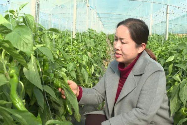 宜城：村民种植螺丝椒年入百万元