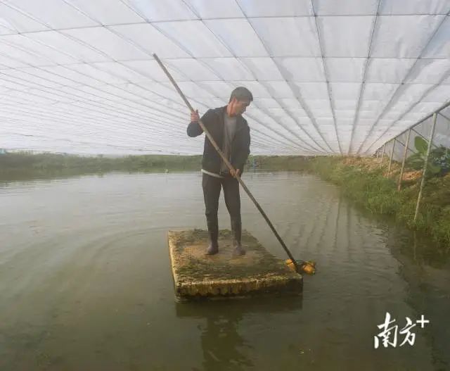 虾子养殖技术和要求河虾_养殖河虾的技术视频_河虾养殖