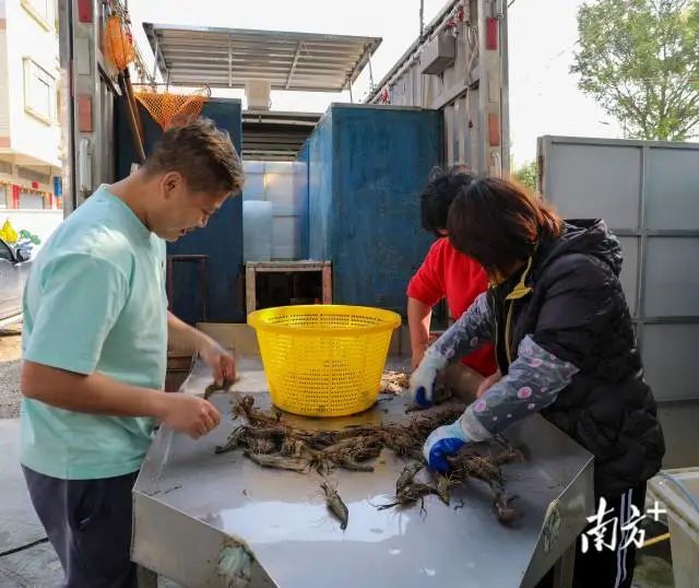 养殖河虾的技术视频_虾子养殖技术和要求河虾_河虾养殖