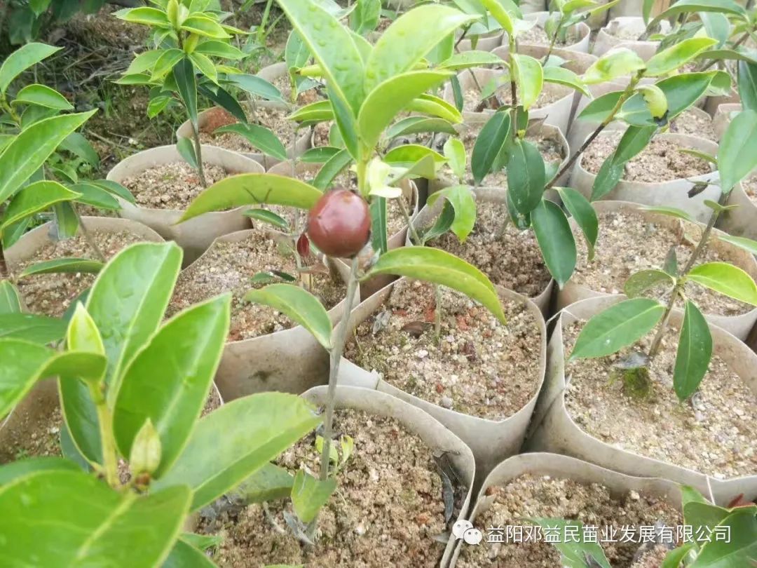 茶树油的种植前景_油茶树的种植技术_种茶油树赚钱吗