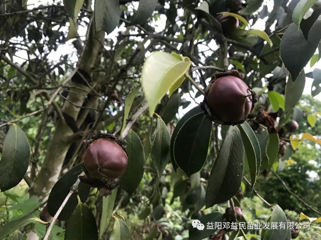 种茶油树赚钱吗_油茶树的种植技术_茶树油的种植前景