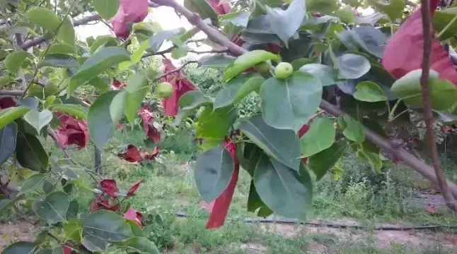 皇冠梨种植致富_皇冠梨种植条件_皇冠梨亩产量