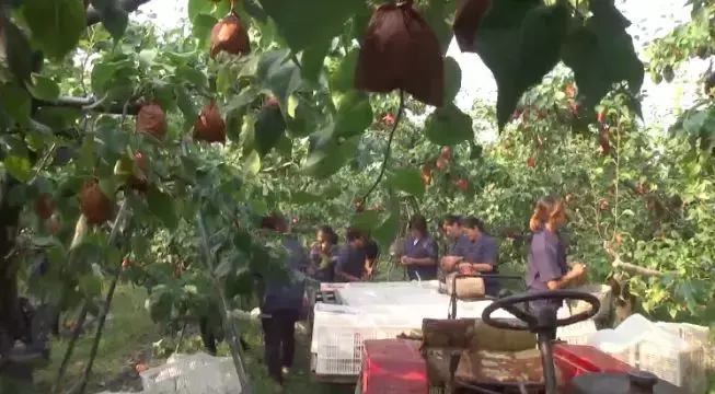 皇冠梨种植致富_皇冠梨亩产量_皇冠梨种植条件
