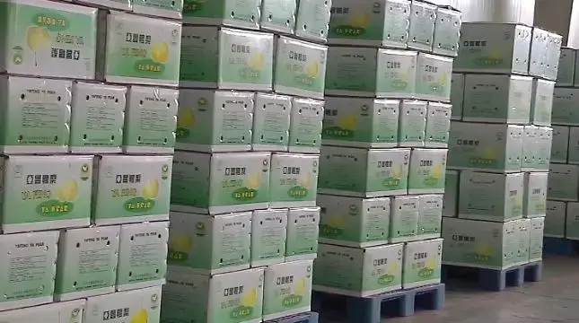 皇冠梨亩产量_皇冠梨种植条件_皇冠梨种植致富